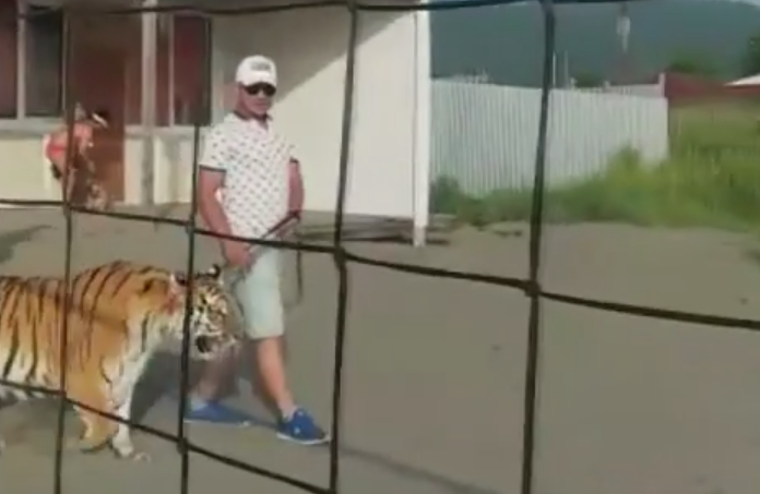 Тигр гулят по пляжу в Находке. Фото Скриншот Youtube