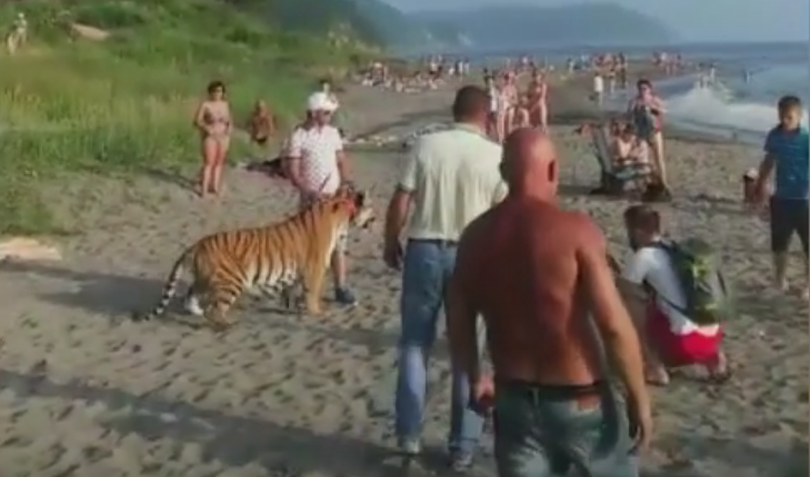 Тигр гулят по пляжу в Находке. Фото Скриншот Youtube