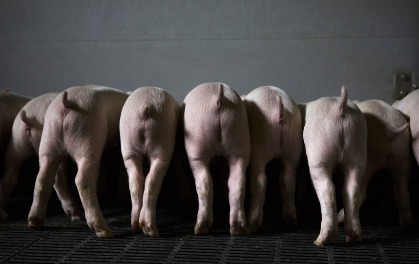 Поросята. Фото Getty