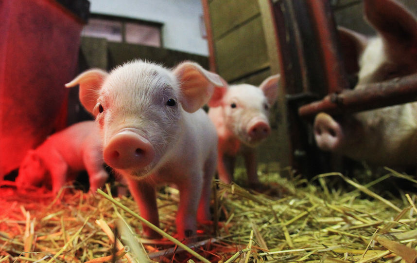 Поросята. Фото Getty