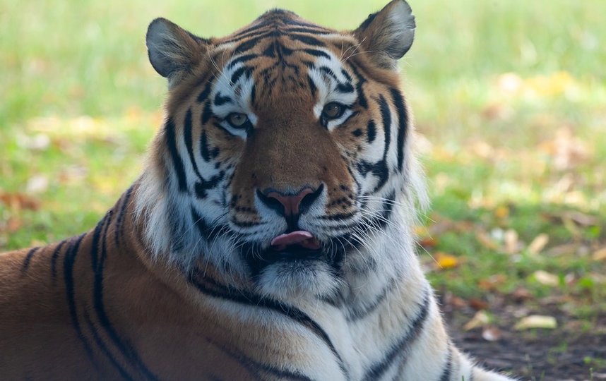 В России откроется единая база данных по популяции амурского тигра