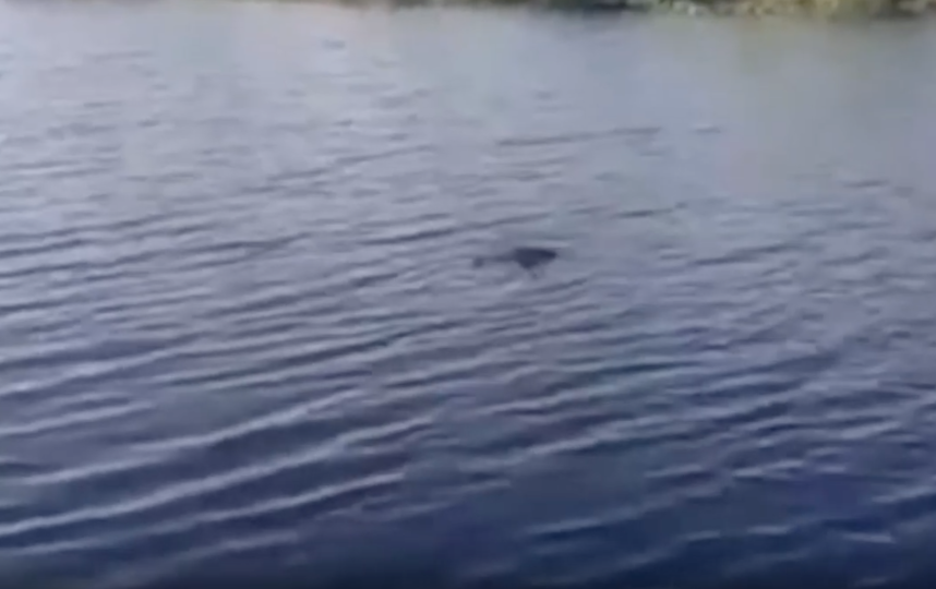 В реке в Приморском крае завёлся крокодил