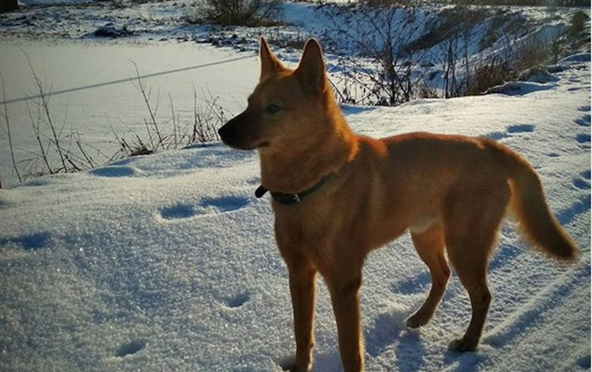 В России выявили новую породу собак