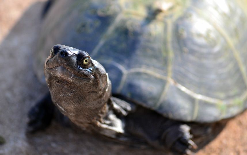 В Россию пытались ввезти более четырёх тысяч черепах под видом капусты