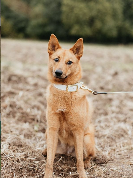 Карельская лайка. Фото скриншот: instagram.com/microcosmos_maiia/