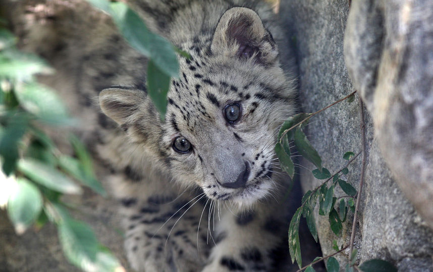 Детёныш леопарда. Фото Getty