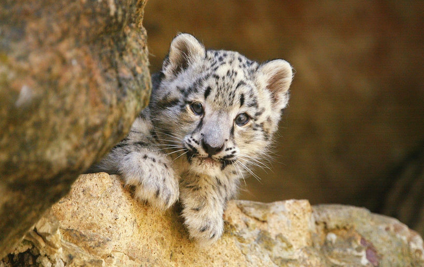 Детёныш леопарда. Фото Getty