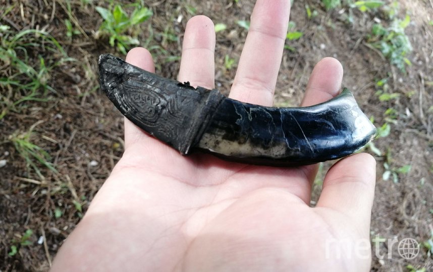 Кабаний клык. Фото предоставил Виктор Сингх, "Metro"