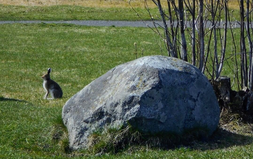 Дикие животные стали чаще выходить к людям. Фото Предоставлено пресс-службой музея-заповедника "Кижи"