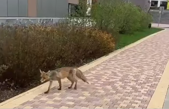 Дикие животные стали чаще выходить к людям. Фото Скриншот видео Telegram-канал "Baza"