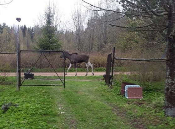 Дикие животные стали чаще выходить к людям. Фото Instagram @volhov_smi