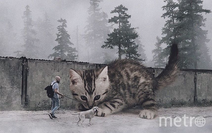 Большой кот и маленькая собака. Фото Скриншот Instagram/odnoboko, "Metro"