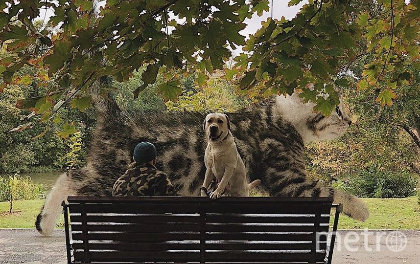 В парке, бывает, тоже гигантские коты попадаются. Фото Скриншот Instagram/odnoboko, "Metro"