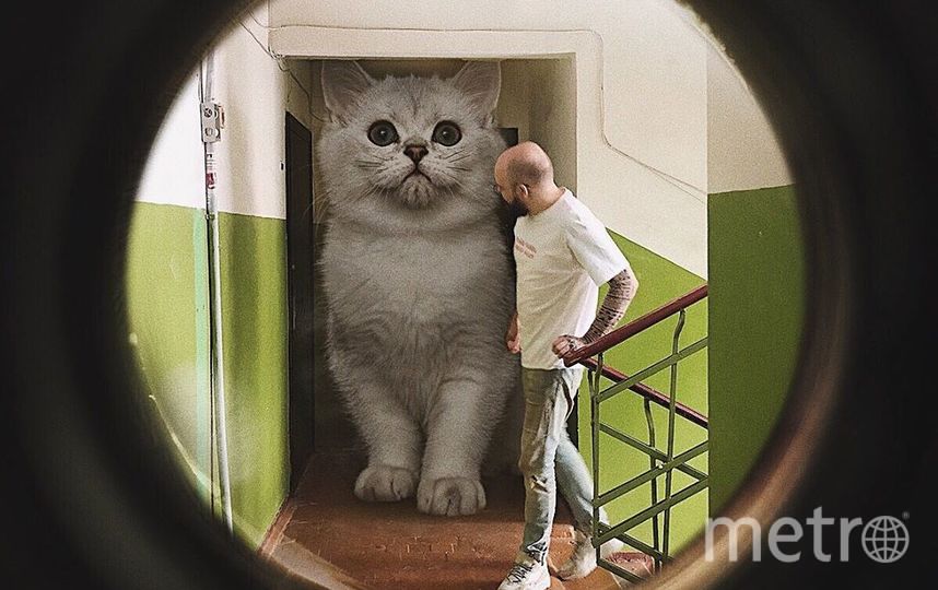 Ну-ка, кто там пришёл?. Фото Скриншот Instagram/odnoboko, "Metro"