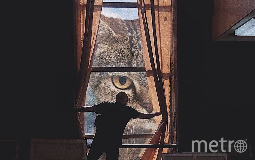 Кот всегда следит за Андреем. Фото Скриншот Instagram/odnoboko, "Metro"