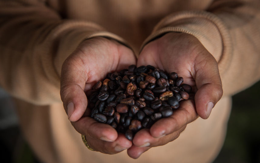 Кофейные зёрна. Фото Getty