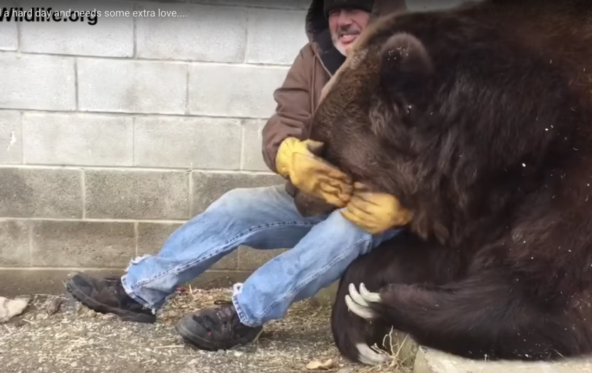 Американец показал, как убаюкивает 680-килограммового медведя. Видео