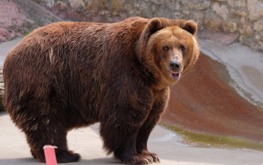 В Московском зоопарке впали в спячку медведи