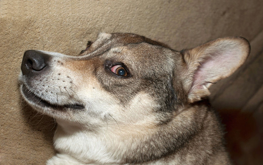 Любимая собака Елены Камбуровой. Фото Фотоархив Елены Камбуровой.