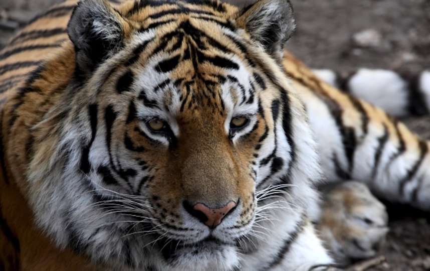 Тигр Амур. Фото РИА Новости