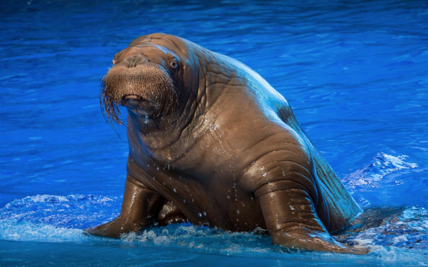 Морж Миша. Фото primocean.ru