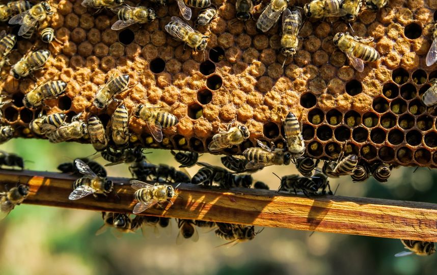 В Орловской области возбуждено уголовное дело из-за массовой гибели пчёл