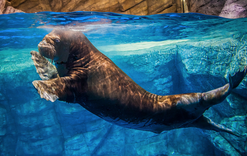 Морж Миша. Фото primocean.ru