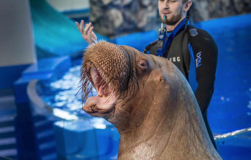 Морж Миша. Фото primocean.ru