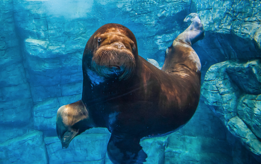 Морж Миша. Фото primocean.ru