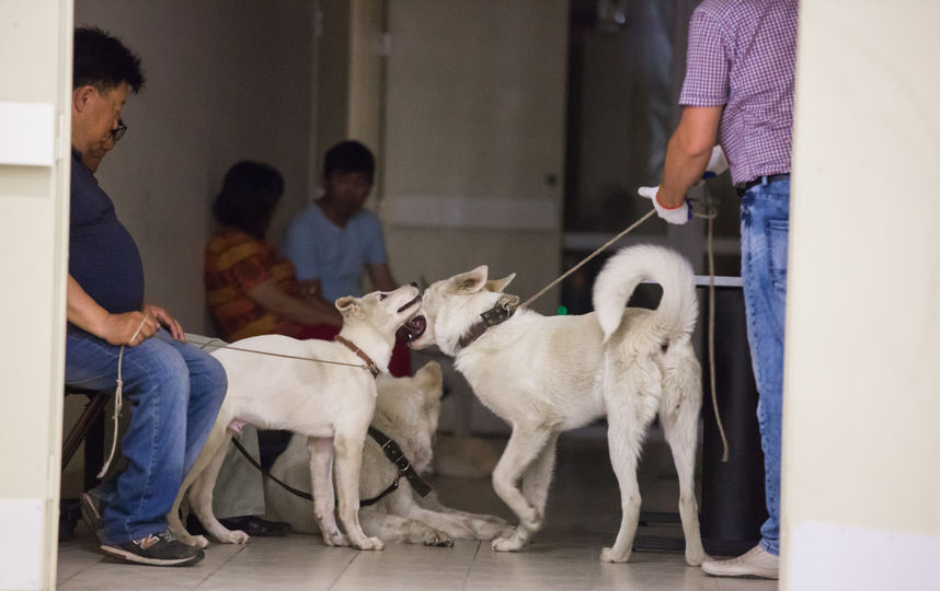 Клонированные щенки. Фото Мичил Яковлев