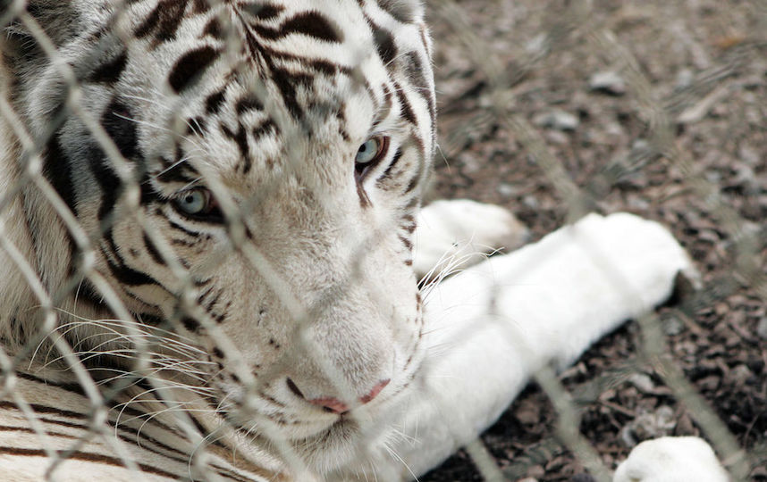 В Волгограде белые тигры напали на дрессировщика