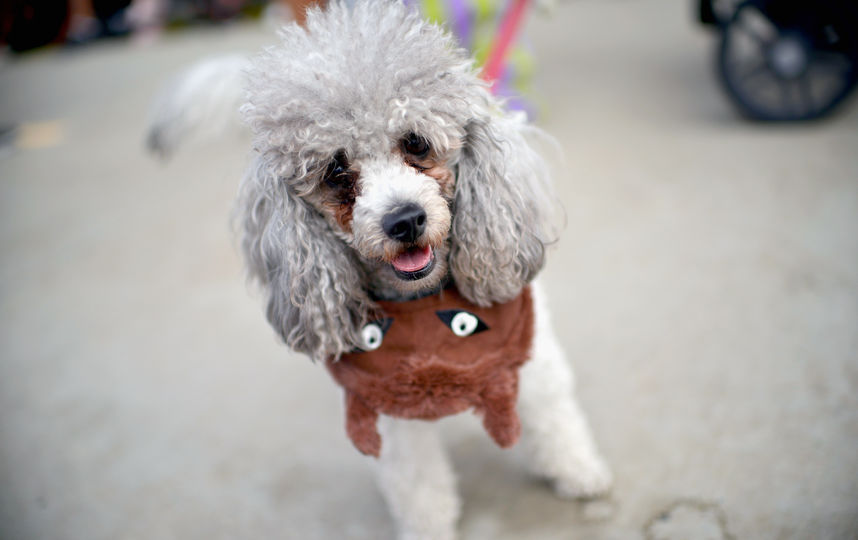 Россияне тратят деньги как на собак, так и на кошек. Фото Getty