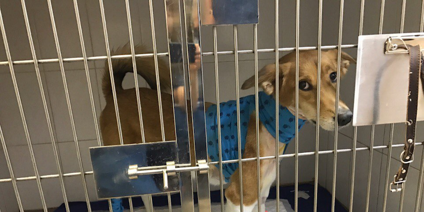 Спасение собаки. Фото предоставила Наталья Уланова