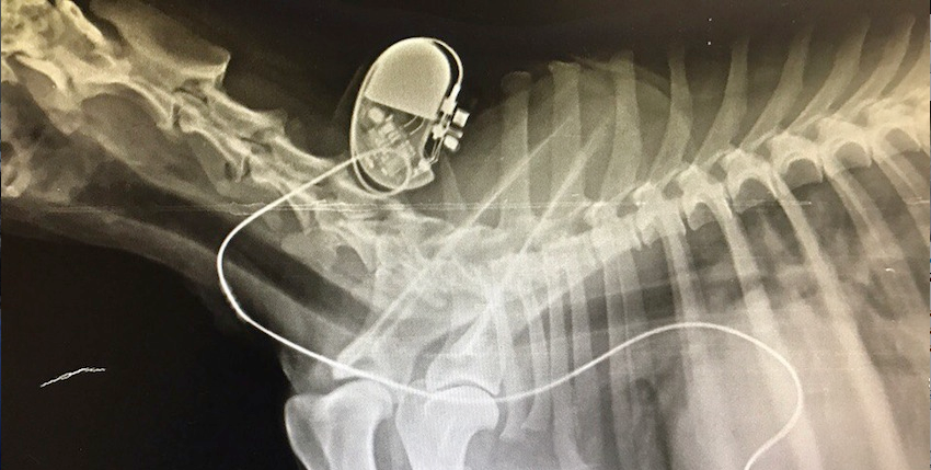 Спасение собаки. Фото предоставила Наталья Уланова