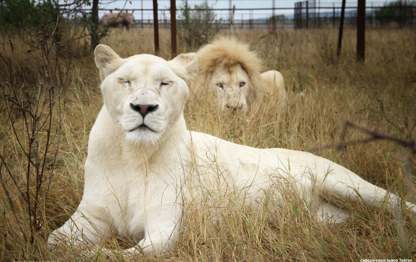 Архивное фото. Фото из личного архива Анастасии Кваши