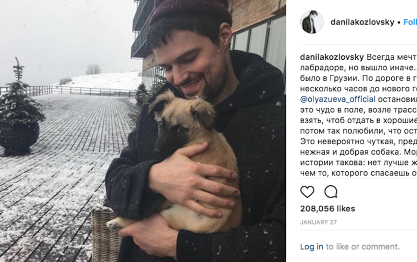 Зоозащитники просят не уничтожать бездомных животных в городах, где пройдёт ЧМ – 2018