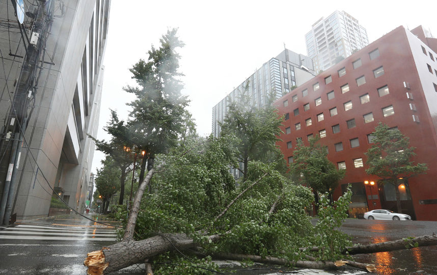Последствия тайфуна «Джеби» в Японии. Фото AFP