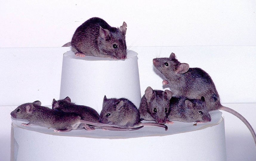 Букингемский дворец заполонили крысы