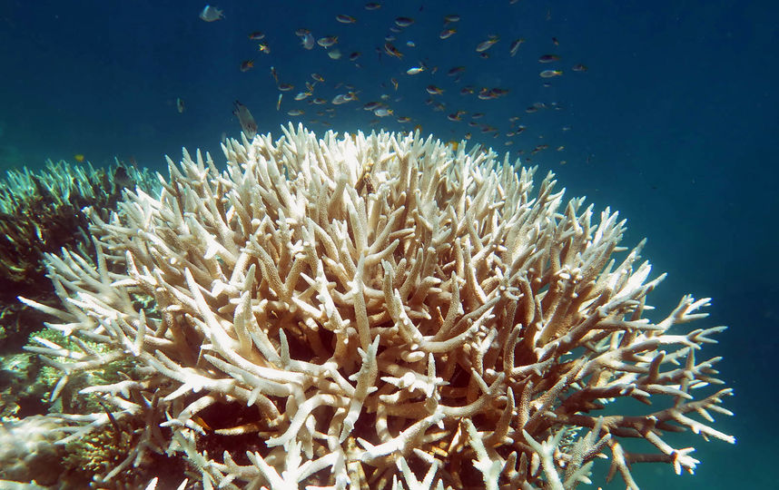 Люди губят Большой Барьерный риф. Фото AFP