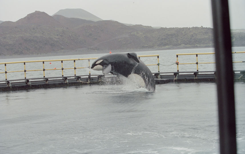 Косатки. Фото Getty