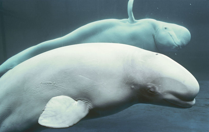 Белухи. Фото Getty