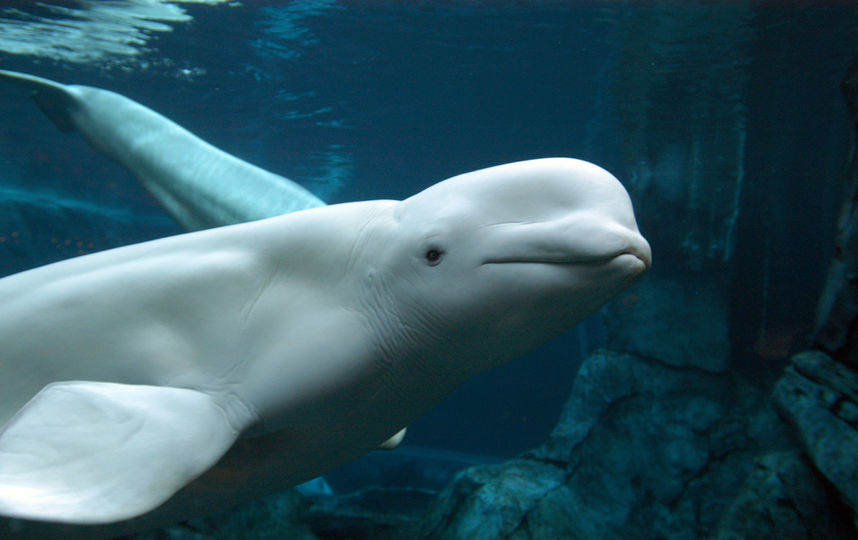 Белухи. Фото Getty