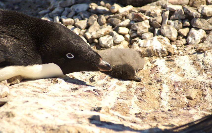 Эксперт: Пингвины больше привязаны к месту, чем к друг другу