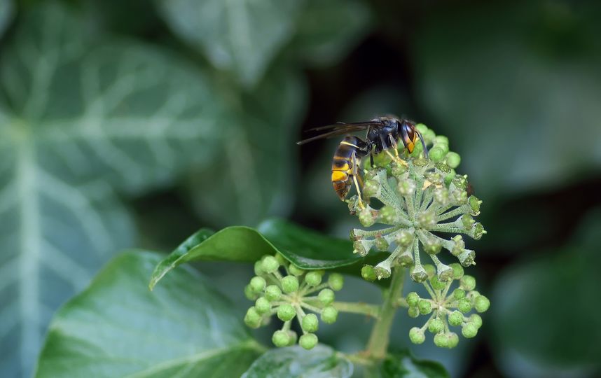 Ещё один человек погиб после нападения тропических шершней во Франции. Фото pixabay