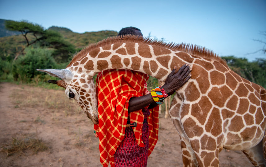 “Воин-хранитель”, Эми Витале. Фото BIGPICTURE NATURAL WORLD PHOTOGRAPHY COMPETITION 2020