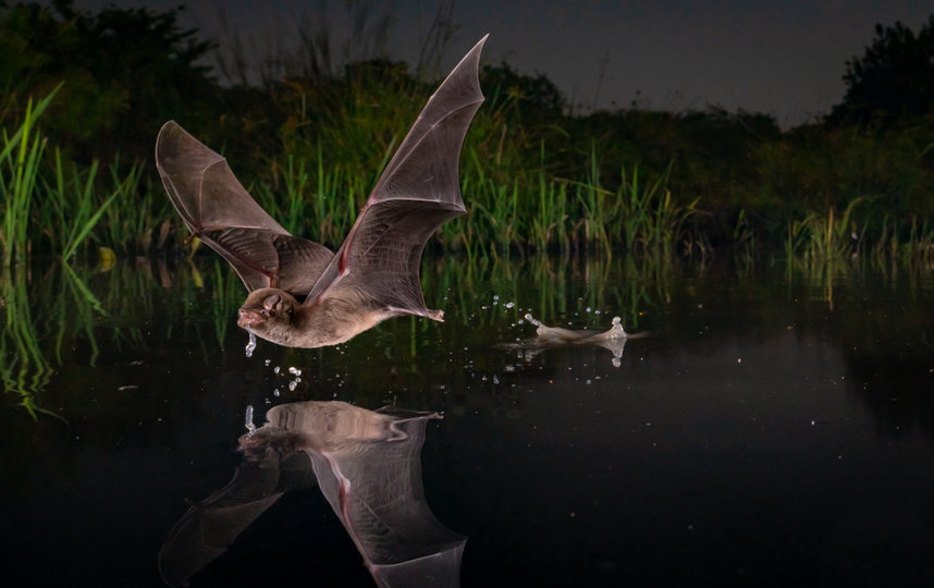 "Глоток", Пётр Наскрецкий. Фото BIGPICTURE NATURAL WORLD PHOTOGRAPHY COMPETITION 2020