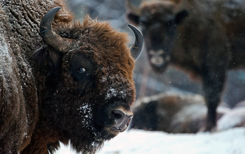Зубры в заповеднике Калужские Засеки. Фото Виталий Горшков | WWF России