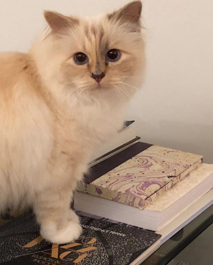 Кошка Шупетт. Фото https://www.instagram.com/karllagerfeld/