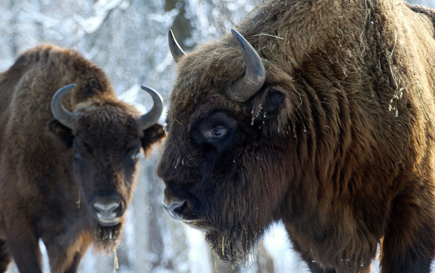 Зубры в Приокско-Террасном заповеднике. Фото Владимир Филонов | WWF России