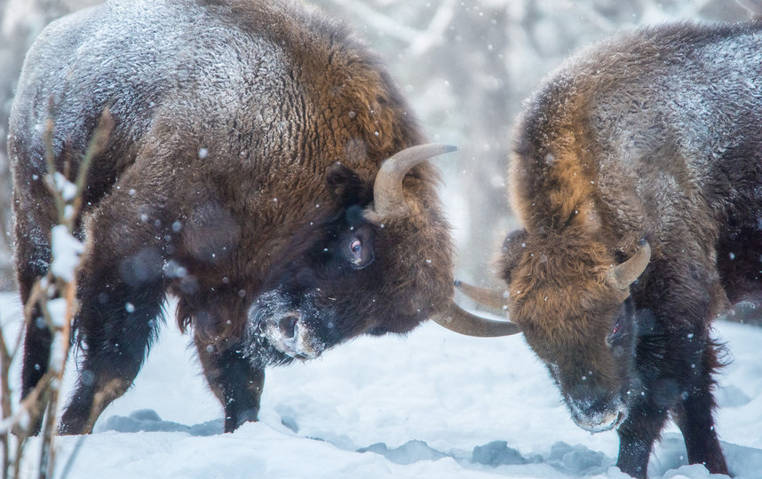 Зубры в заповеднике Калужские Засеки. Фото Антон Агарков | WWF России